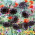 Buttons (Set of 10) - Pewter Studs | Metal | 11mm | Deep Amber